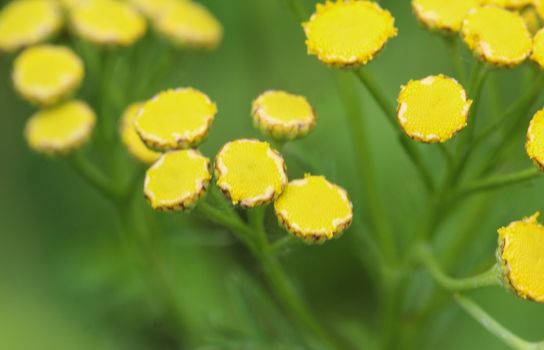 close up of Tansy (Tanacetum vulgare), also known as common tansy, bitter buttons, cow bitter, or golden buttons