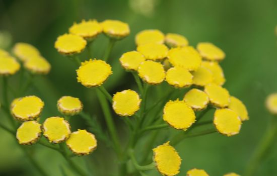 close up of Tansy (Tanacetum vulgare), also known as common tansy, bitter buttons, cow bitter, or golden buttons