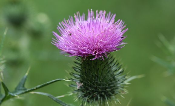 close up of Cirsium vulgare flower, the spear thistle, bull thistle, or common thistle, blooming in summer