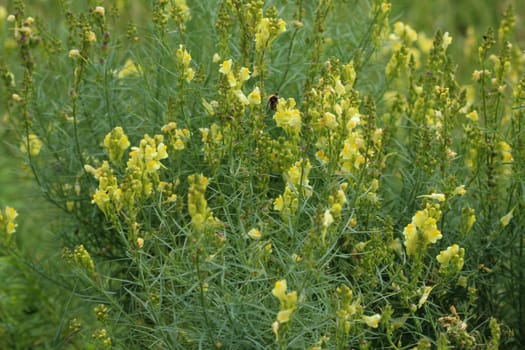 close up of Linaria vulgaris, names are common toadflax, yellow toadflax, or butter-and-eggs, blooming in the summer