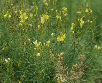 close up of Linaria vulgaris, names are common toadflax, yellow toadflax, or butter-and-eggs, blooming in the summer