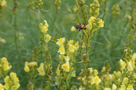 close up of Linaria vulgaris, names are common toadflax, yellow toadflax, or butter-and-eggs, blooming in the summer