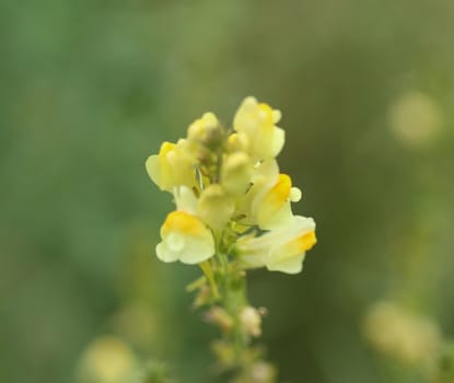 close up of Linaria vulgaris, names are common toadflax, yellow toadflax, or butter-and-eggs, blooming in the summer