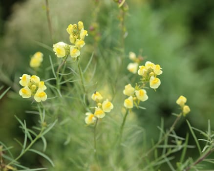 close up of Linaria vulgaris, names are common toadflax, yellow toadflax, or butter-and-eggs, blooming in the summer