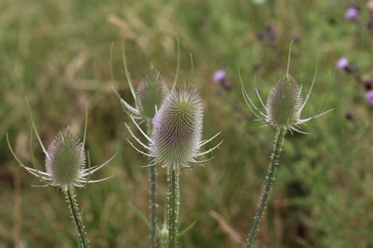 Close up of wild teasel or or fullers teasel (Dipsacus fullonum)