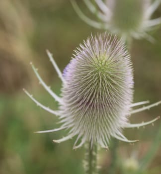 Close up of wild teasel or or fullers teasel (Dipsacus fullonum)