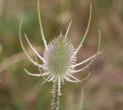 Close up of wild teasel or or fullers teasel (Dipsacus fullonum)