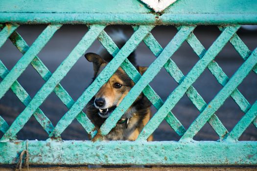 A dog barks through a green wooden fence
