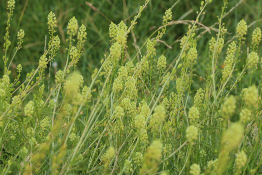 Close up of Reseda lutea, the yellow mignonette or wild mignonette flower