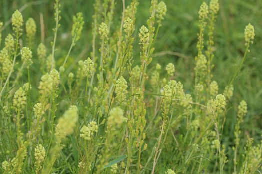 Close up of Reseda lutea, the yellow mignonette or wild mignonette flower