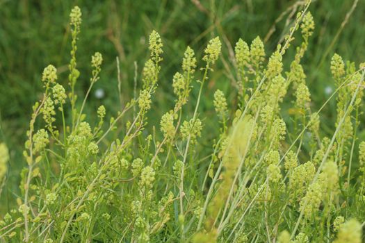 Close up of Reseda lutea, the yellow mignonette or wild mignonette flower