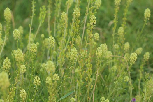 Close up of Reseda lutea, the yellow mignonette or wild mignonette flower