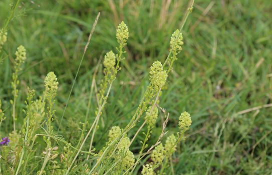 Close up of Reseda lutea, the yellow mignonette or wild mignonette flower