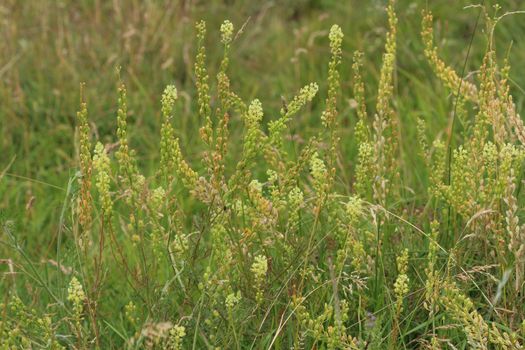 Close up of Reseda lutea, the yellow mignonette or wild mignonette flower