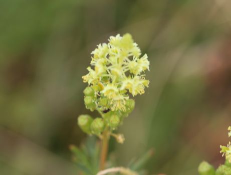 Close up of Reseda lutea, the yellow mignonette or wild mignonette flower