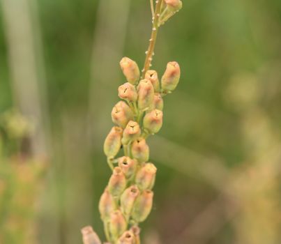 Close up of Reseda lutea, the yellow mignonette or wild mignonette flower