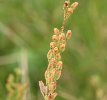 Close up of Reseda lutea, the yellow mignonette or wild mignonette flower