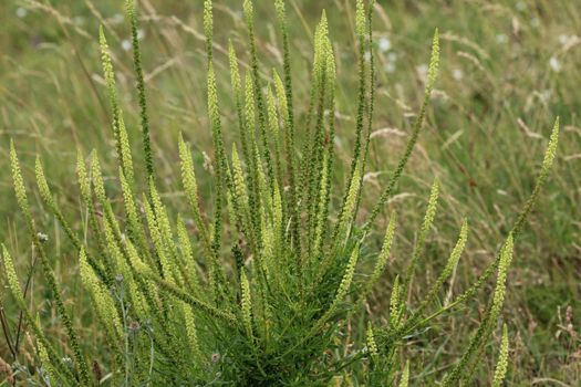 close up of Reseda luteola, known as dyer's rocket, dyer's weed, weld, woold, and yellow weed