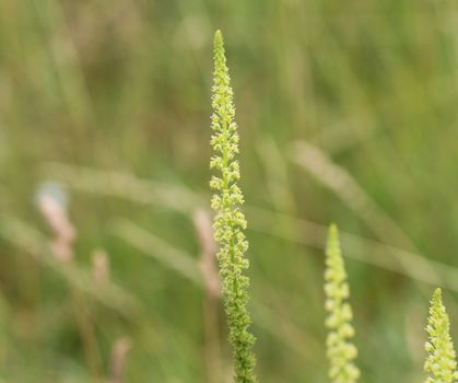 close up of Reseda luteola, known as dyer's rocket, dyer's weed, weld, woold, and yellow weed