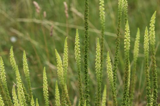 close up of Reseda luteola, known as dyer's rocket, dyer's weed, weld, woold, and yellow weed