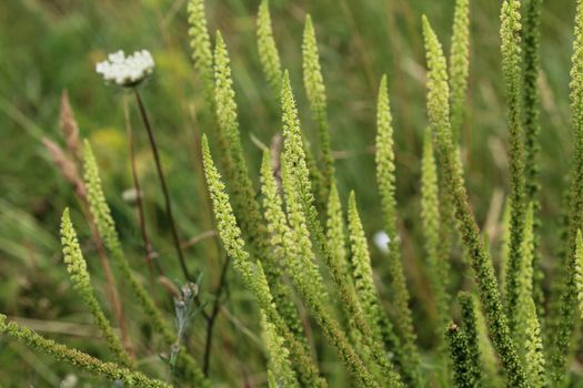 close up of Reseda luteola, known as dyer's rocket, dyer's weed, weld, woold, and yellow weed