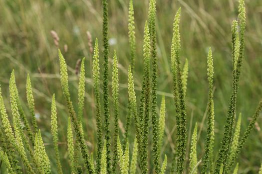 close up of Reseda luteola, known as dyer's rocket, dyer's weed, weld, woold, and yellow weed