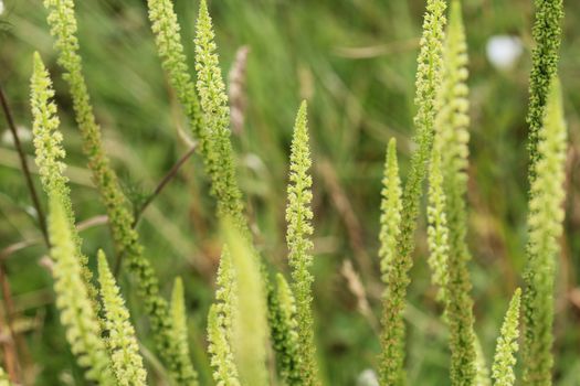 close up of Reseda luteola, known as dyer's rocket, dyer's weed, weld, woold, and yellow weed