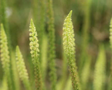 close up of Reseda luteola, known as dyer's rocket, dyer's weed, weld, woold, and yellow weed