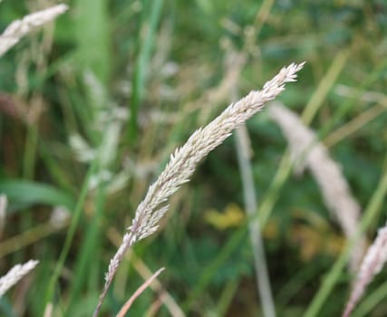 close up of Holcus lanatus, Common names include Yorkshire fog, tufted grass, and meadow soft grass