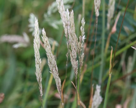 close up of Holcus lanatus, Common names include Yorkshire fog, tufted grass, and meadow soft grass