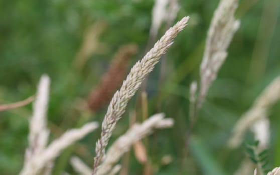 close up of Holcus lanatus, Common names include Yorkshire fog, tufted grass, and meadow soft grass