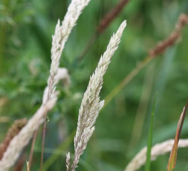close up of Holcus lanatus, Common names include Yorkshire fog, tufted grass, and meadow soft grass