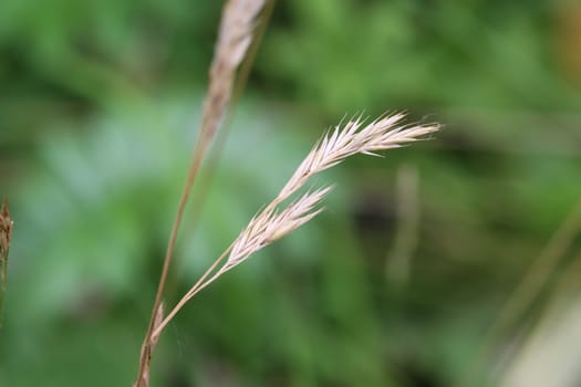 close up of Brachypodium sylvaticum, commonly known as false-brome, slender false brome or wood false brome