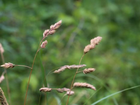 close up of Dactylis glomerata, also known as cock's-foot, orchard grass, or cat grass