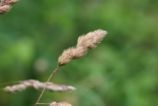 close up of Dactylis glomerata, also known as cock's-foot, orchard grass, or cat grass