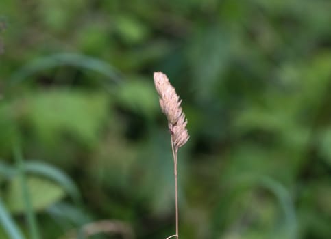 close up of Dactylis glomerata, also known as cock's-foot, orchard grass, or cat grass
