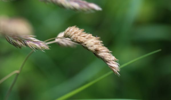 close up of Dactylis glomerata, also known as cock's-foot, orchard grass, or cat grass
