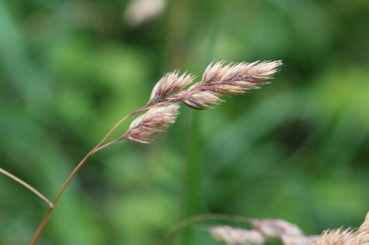 close up of Dactylis glomerata, also known as cock's-foot, orchard grass, or cat grass