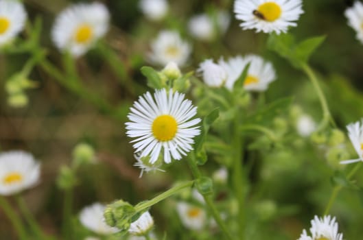 close up of Erigeron annuus, annual fleabane, daisy fleabane, or eastern daisy fleabane