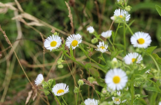 close up of Erigeron annuus, annual fleabane, daisy fleabane, or eastern daisy fleabane
