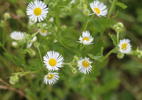 close up of Erigeron annuus, annual fleabane, daisy fleabane, or eastern daisy fleabane