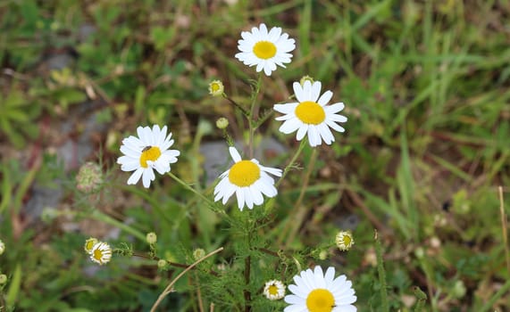 close up of Erigeron annuus, annual fleabane, daisy fleabane, or eastern daisy fleabane