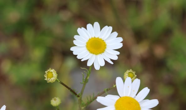 close up of Leucanthemum vulgare, commonly known as the ox-eye daisy, oxeye daisy, dog daisy