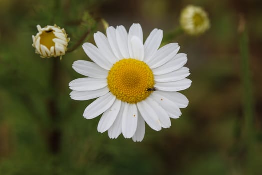close up of Leucanthemum vulgare, commonly known as the ox-eye daisy, oxeye daisy, dog daisy