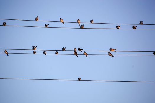 The Swallows, Martins And Saw-Wings, Or Hirundinidae, Are A Family Of Passerine Birds Found Around The World On All Continents, Including Occasionally In Antarctica.