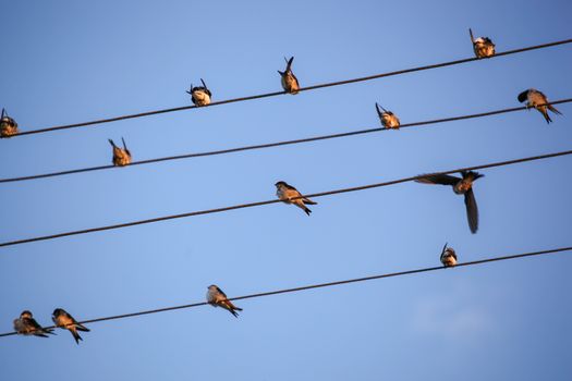 The Swallows, Martins And Saw-Wings, Or Hirundinidae, Are A Family Of Passerine Birds Found Around The World On All Continents, Including Occasionally In Antarctica.