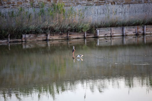 Black-Winged Stilt Wading In Water