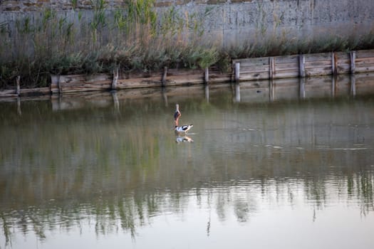 Black-Winged Stilt Wading In Water