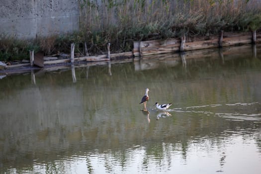 Black-Winged Stilt Wading In Water