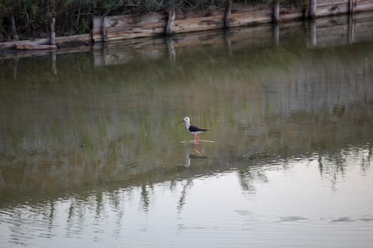 Black-Winged Stilt Wading In Water